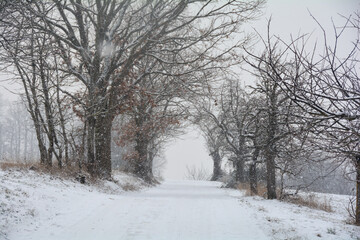 A winter day with snowy path through trees in heavy snowfall