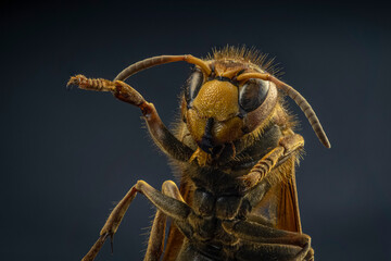 Extreme sharp and detailed study of wasp head