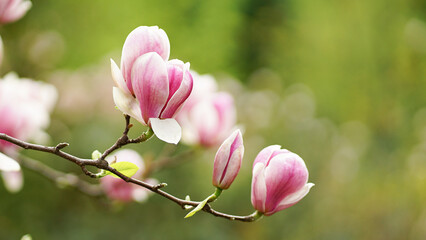 Obraz premium on a branch of pink magnolia in the early morning