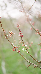 blossom in spring