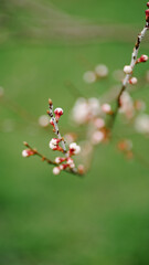 berries on a branch