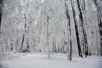 Trees in the forest with a lot of snow