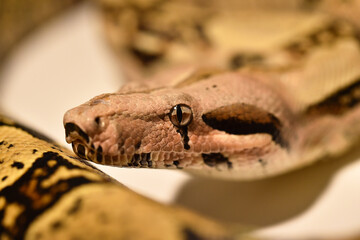 una serpiente boa constrictor