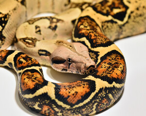 boa constrictor