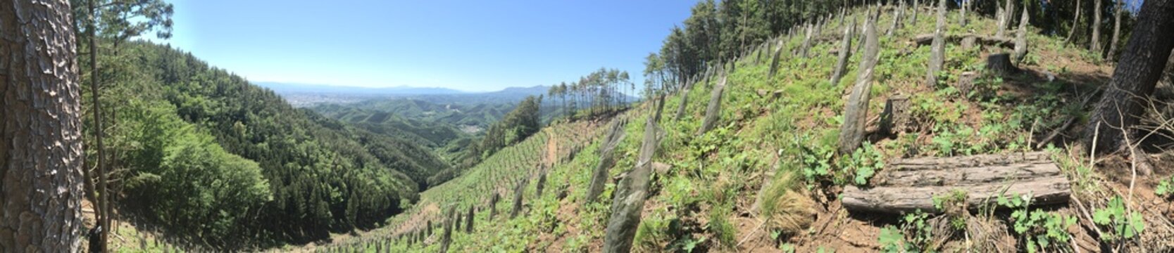 Forest Trees and Landscape Panorama of Azuma Yama Kiryu Gunma Japan