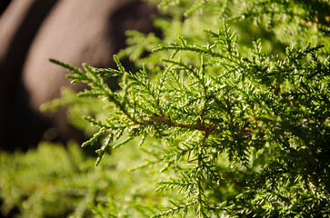 Thuja branch under the sun