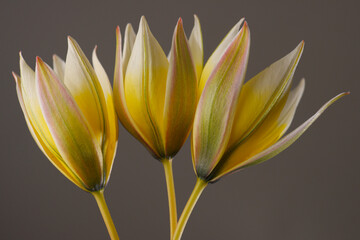 yellow tulips on a gray background. three buds, studio shooting.