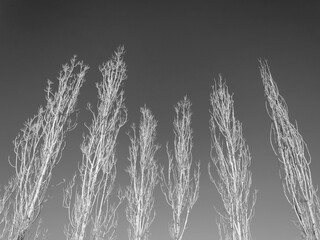 Bare trees in front of the sky  