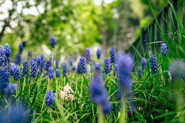Beautiful blue hyacinth during spring season in the park. Floral pattern and texture. Nature floral background.