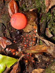 Calostoma fungus on rainforest soil
