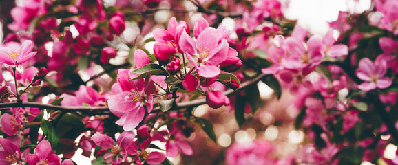 Colorful pink apple tree flowers during spring season in the park. Floral pattern and texture. Nature floral background. Long banner