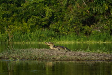 Caiman sunbathing on the riverbank