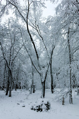 Winter view of South Park in city of Sofia, Bulgaria