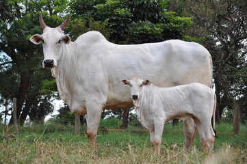 Vaca ra&ccedil;a nelore parida com bezerro ao p&eacute;