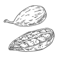Cardamom spice fruit whole and halved with seed. Vintage black engraving
