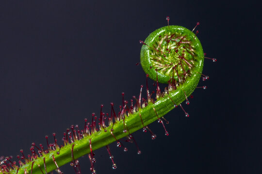 Planta carnivora
