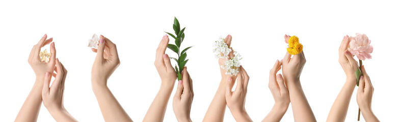 Female hands with beautiful fresh flowers on white background