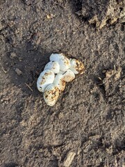 Fototapeta na wymiar eggs of a grass snake find in a warm compost heap