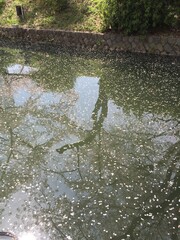 Japanese Sakura Cherry Blossom Petals on water surface and Koi Fish