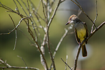 Bird un branch