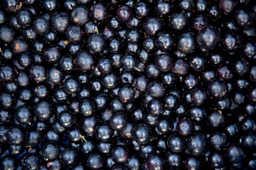 jabuticaba