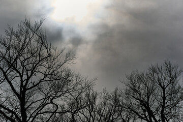 Korony bezlistnych drzew na tle mrocznego nieba. czarnobiały, monochrome.