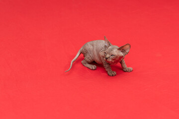 Sphynx cat - a small two-month-old kitten. Hairless cat breed