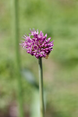 Obraz premium Flowering garlic blooms in shape of a ball with purple flowers on a green background