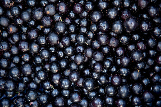 jabuticaba