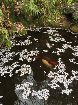 Japanese Sakura Cherry Blossom Petals on water surface and Koi Fish