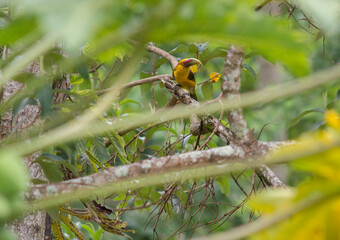 exotic bird