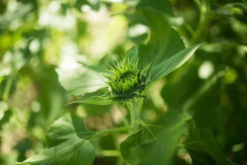 Sunflower 