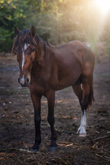 Obraz na płótnie Canvas Young mare horse in sunlight