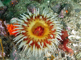 Sea Anemone