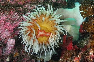 Fototapeta na wymiar Sea Anemone