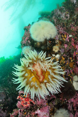 Sea Anemone