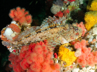 Red Irish Lord sitting on soft coral