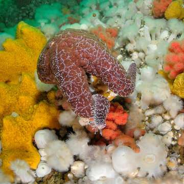 Ochre Sea Star In Eating Position