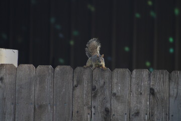 Squirrel