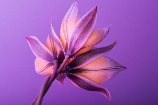 orange flowers on a purple background; three buds close-up; studio shot.