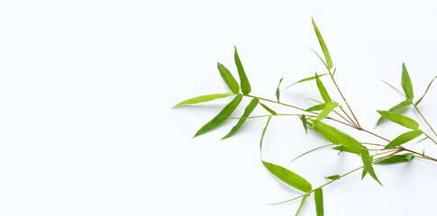 Fototapeta na wymiar Bamboo leaves on white background.