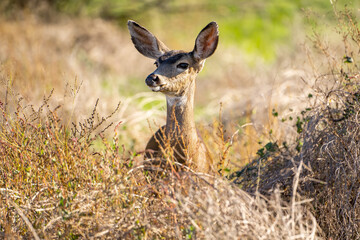 California Mule Deer (Odocoileus hemionus californicus) standing in the dry grass field. Beautiful deer in its natural habitat.