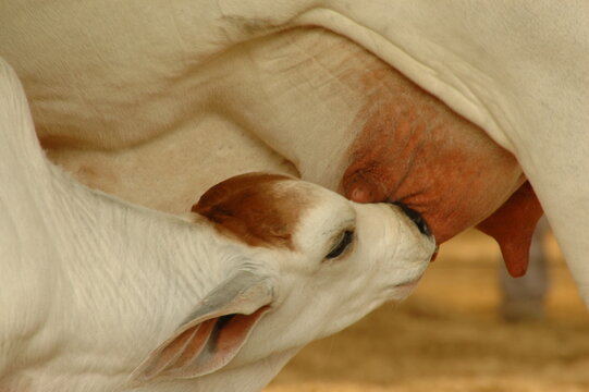 bezerra nelore mamando