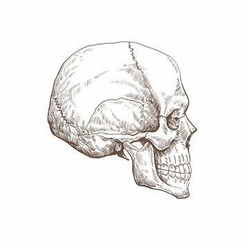 Skull sketch tattoo design. Hand drawn vector illustration