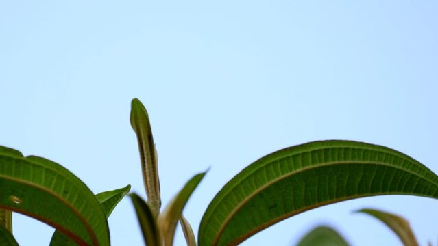 cute small humminbird siiting on a leaf and then flying away, green orange color, tropical, endemic, exotic bird in Santa-Marta Colombia