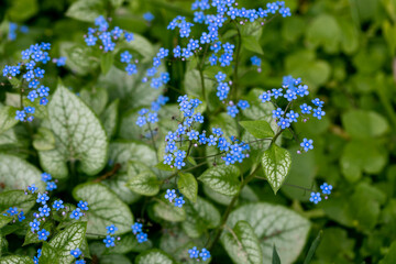 Brunnera macrophylla. Large green leaves and inflorescences with small blue flowers have formed...