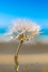 Fluffy dandelion against the blue sky and sand dunes.Beauty in nature