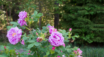 the upper branch of a pink rose bush in a garden with lush flowers and bright greenery