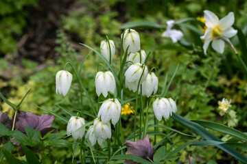 Fritillaria bucharica blossoms in the garden in spring
