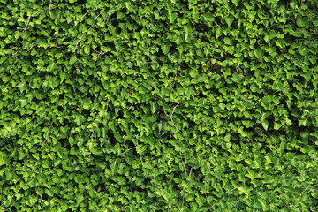 texture of a climbing plant on a sunny day © Curto